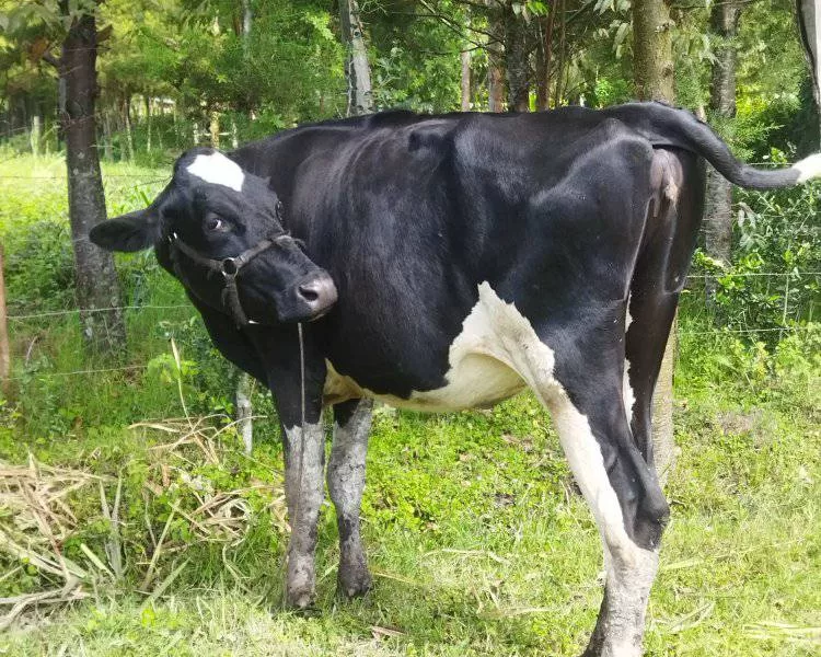 PURE PEDIGREE GIANT FRESHIAN HEIFER ON SALE