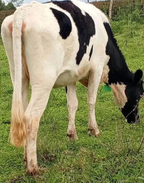 HEIFER 6 MONTHS INCALFED LOOKING FOR A NEW HOME