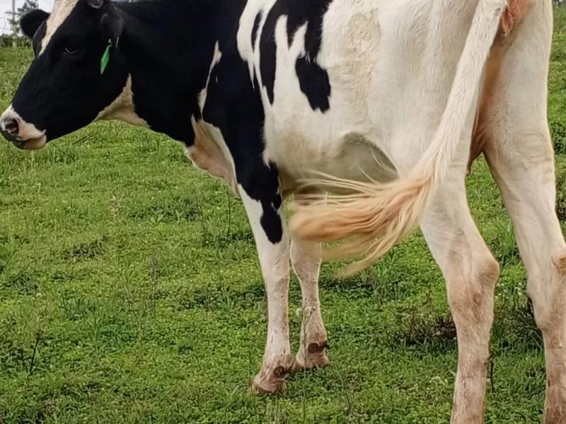 HEIFER 6 MONTHS INCALFED LOOKING FOR A NEW HOME