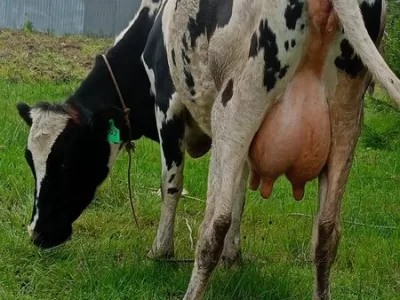 SUPER LACTATING HOSTEN BREED JUST CALVED TWICE CURRENTLY DOING 17 .5 LTRS PER DAY,