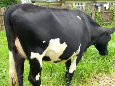 SUPER FREASIAN HEIFER ON SALE KAPSABET