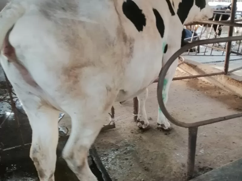 GIANT 6 MONTHS INCALF HOLSTEIN HEIFER WITH 30+ PRODUCTION POTENTIAL