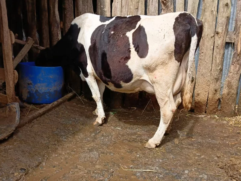 ON SALE 2ND INCALF DAIRY COW DUE ON 21/05/024 PRO. 25+LTRS