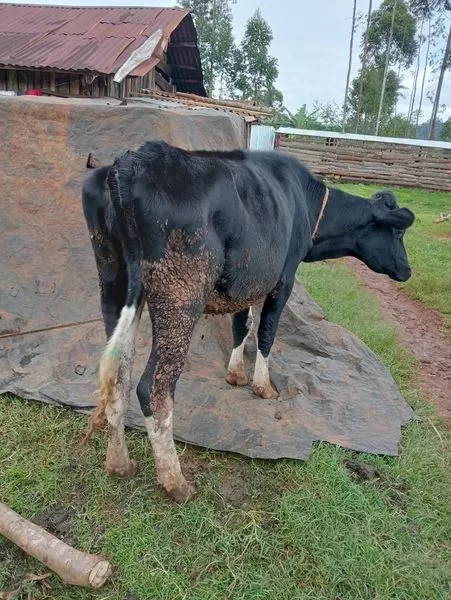 HEIFER FOR SALE IN KARATINA NYERI COUNTY