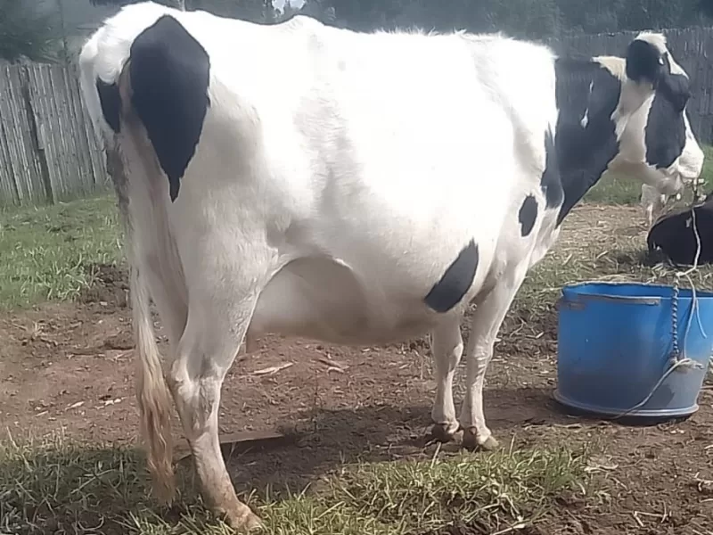 ON SALE HEAVILY INCALF LOCATION NYANDARUA KINANGOP KAGERAINI LOCATION