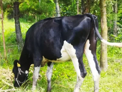 PURE PEDIGREE GIANT FRESHIAN HEIFER ON SALE