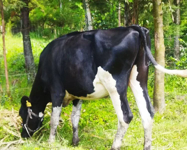 PURE PEDIGREE GIANT FRESHIAN HEIFER ON SALE