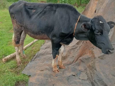 HEIFER FOR SALE IN KARATINA NYERI COUNTY