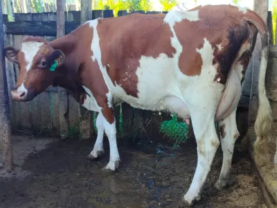 FRESHLY CALFED RED-FRESHIAN HIGH-YIELDER PRO CURRENTLY DOING 30-32LTS 16DAYS POST CALFING