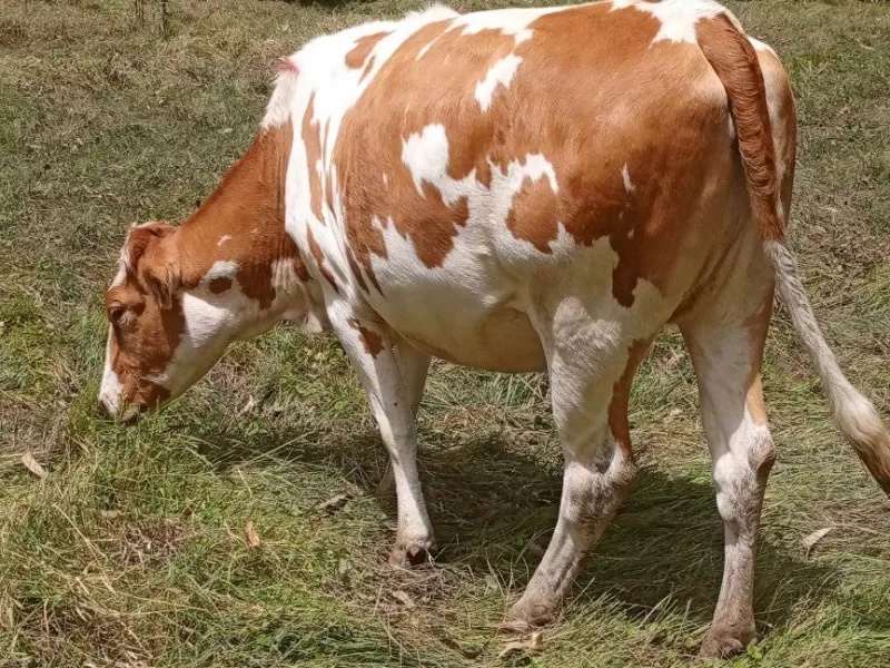 3.5 MONTHS INCALF HEIFER FOR SALE