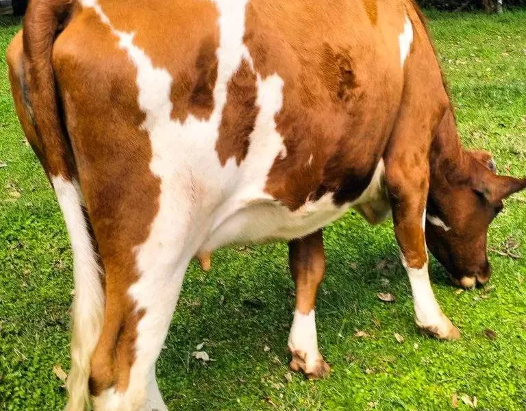 7 MONTHS INCALF AYRSHIRE HEIFER WITH GOOD BREEDING HISTORY.