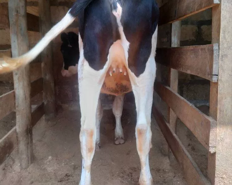 SUPER PEDIGREE GIANT FRESHIAN HEIFER 2 MONTHS INCALF