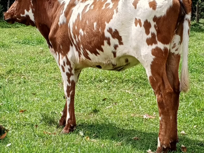 HEIFER 3.5 MONTHS INCALFED LOOKING FOR A NEW HOME