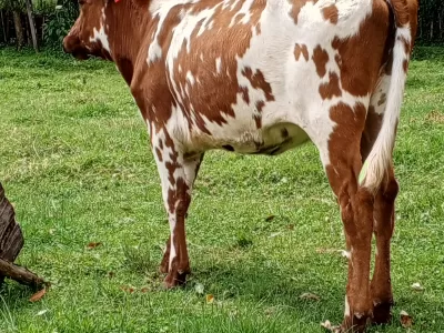 HEIFER 3.5 MONTHS INCALFED LOOKING FOR A NEW HOME