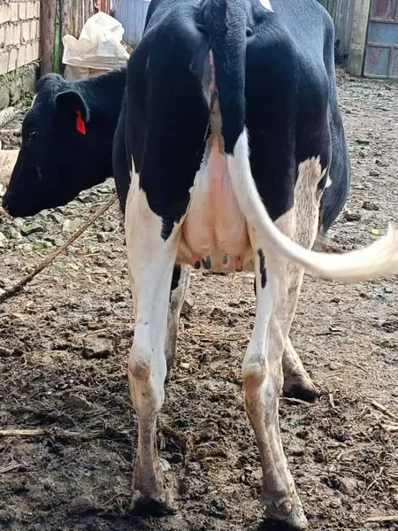 ON SALE 8MONTHS INCALF FRESHIAN HEIFER EXPECTED PRODUCTION +25LTRS