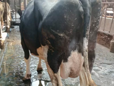 QUALITY PEDIGREE COW FRESHLY CALVED CURRENTLY PRODUCING 35+ LITRES PER DAY