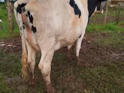 ON SALE HEAVILY INCALF PURE HOLSTEIN COW