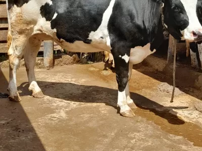 FOR SALE GIANT FRESHIAN HOLSTEIN HEIFER 