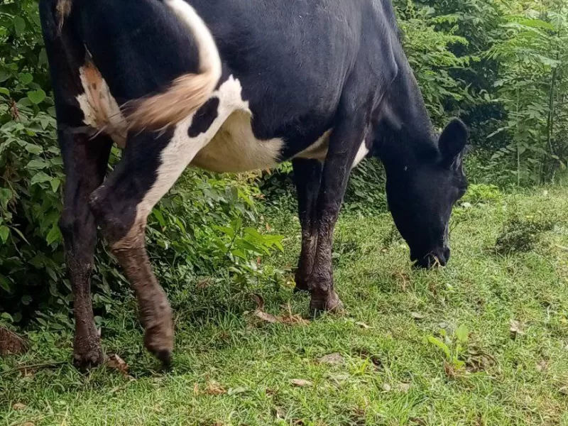 7 MONTHS INCALF HEIFER AVAILABLE FOR SALE LOC SOTIK KAPLONG