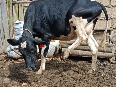 ON SALE 8MONTHS INCALF FRESHIAN HEIFER EXPECTED PRODUCTION +25LTRS