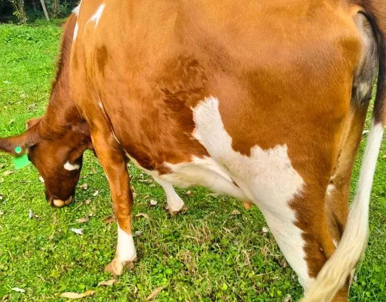 7 MONTHS INCALF AYRSHIRE HEIFER WITH GOOD BREEDING HISTORY.