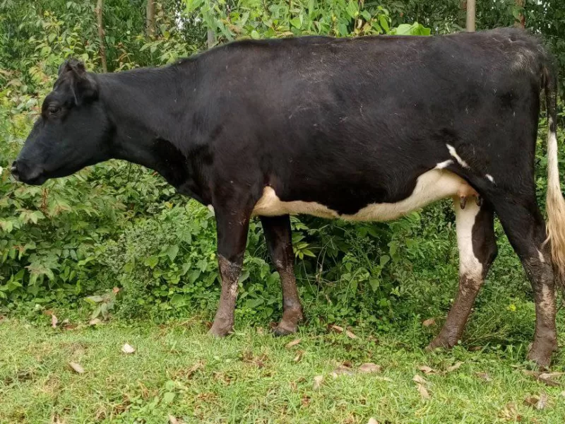 7 MONTHS INCALF HEIFER AVAILABLE FOR SALE LOC SOTIK KAPLONG