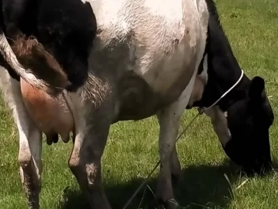 HEAVILY INCALF FRESHIAN HOLSTEIN PREPARING FOR SECOND LACTATION