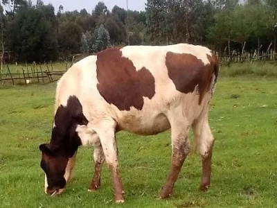 7 MONTHS INCALF SUPER PEDIGREE HEIFER