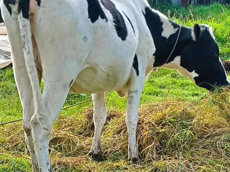 SUPER PEDIGREE HOLSTEIN HEIFER INCALF OF 8 MONTHS ON SALE