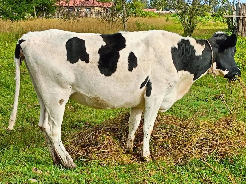 SUPER PEDIGREE HOLSTEIN HEIFER INCALF OF 8 MONTHS ON SALE