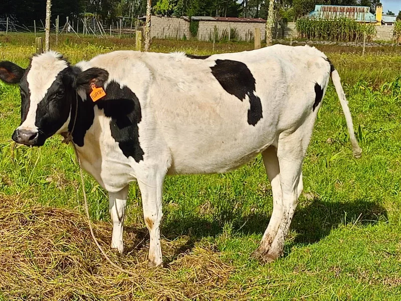 SUPER PEDIGREE HOLSTEIN HEIFER INCALF OF 8 MONTHS ON SALE