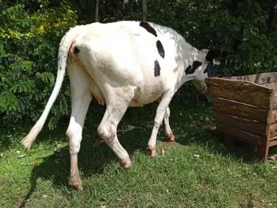 HOLSTEIN FOR SALE 7 MONTHS INCALF SECOND TIME