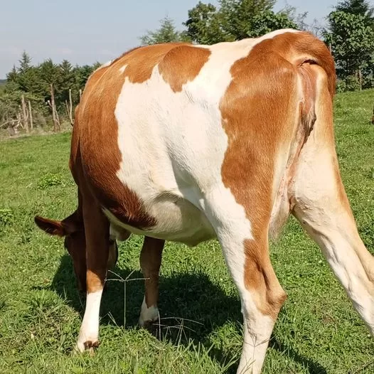 HEIFER 6.5 MONTHS INCALFED FOR SALE KAPSABET NANDI