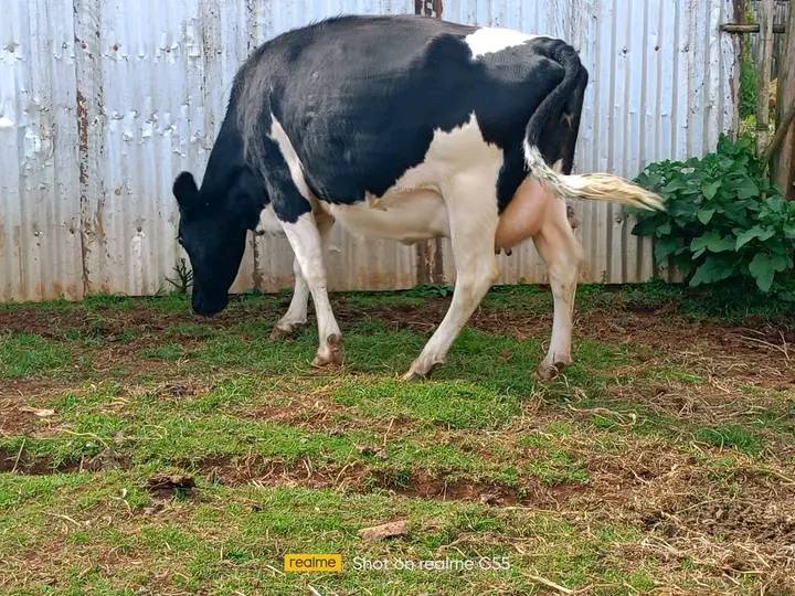 ON SALE SUPER FRESHIAN HEIFER 8MONTHS INCALF PREVIOUS PRODUCTION20 LTS PER DAY