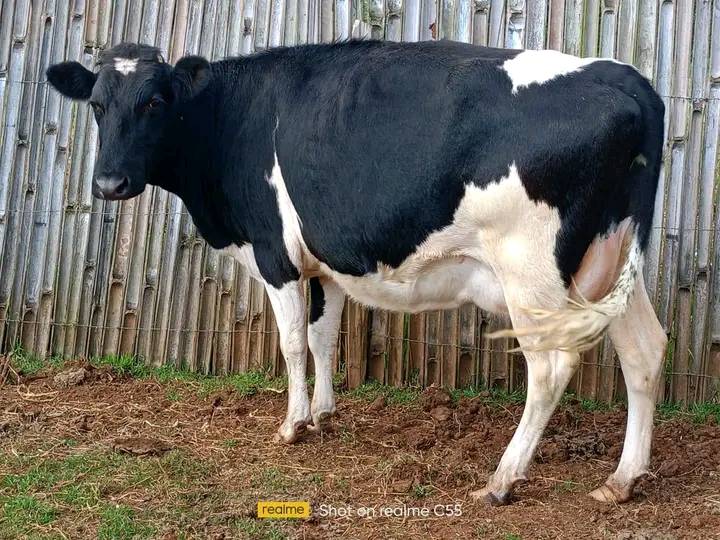 ON SALE SUPER FRESHIAN HEIFER 8MONTHS INCALF PREVIOUS PRODUCTION20 LTS PER DAY