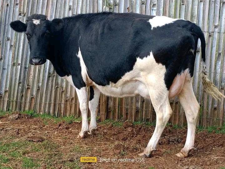 ON SALE SUPER FRESHIAN HEIFER 8MONTHS INCALF PREVIOUS PRODUCTION20 LTS PER DAY