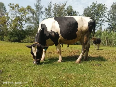 SUPER INCALF FRESIAN 1 MONTH TO CALVING