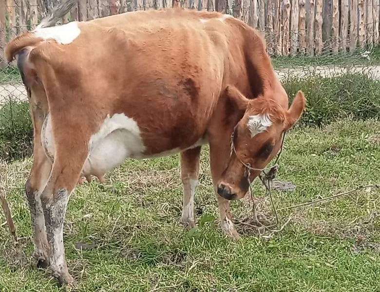 COW ON SALE KINANGOP NYANDARUA COUNTY