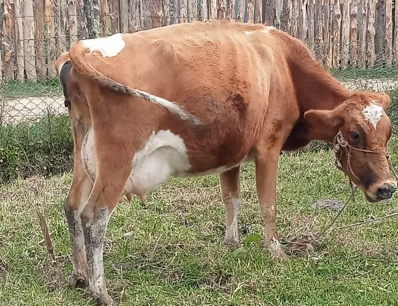 COW ON SALE KINANGOP NYANDARUA COUNTY