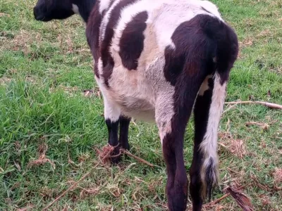 CALF AVAILABLE FOR SALE