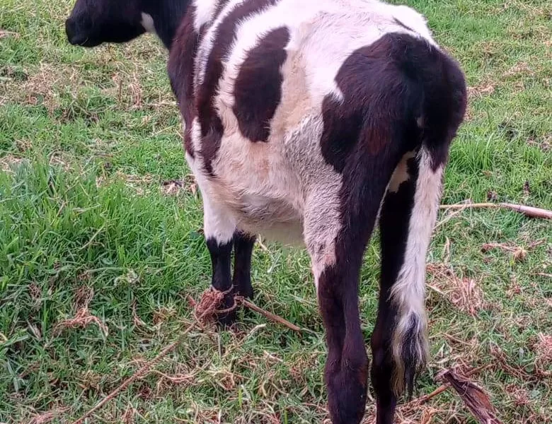 CALF AVAILABLE FOR SALE