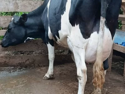 FRESHLY CALVED FRESHIAN TO A SHE 40+ LITRES PER DAY