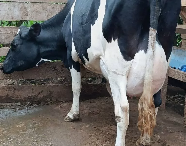 FRESHLY CALVED FRESHIAN TO A SHE 40+ LITRES PER DAY