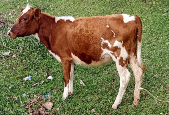 11 MONTHS OLD CALF AVAILABLE FOR SALE