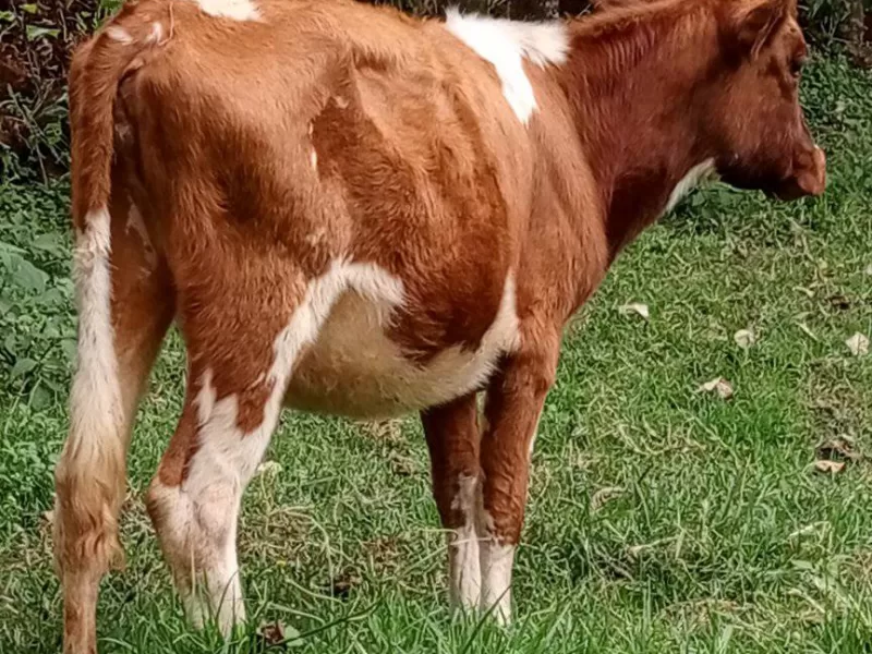 11 MONTHS OLD CALF AVAILABLE FOR SALE