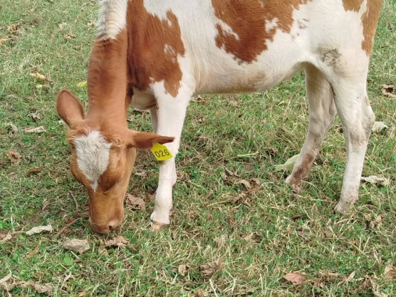 15 MONTHS OLD AYRSHIRE AVAILABLE FOR SALE