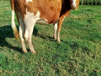 HEIFERS AVAILABLE FOR SALE SOTIK KAPLONG