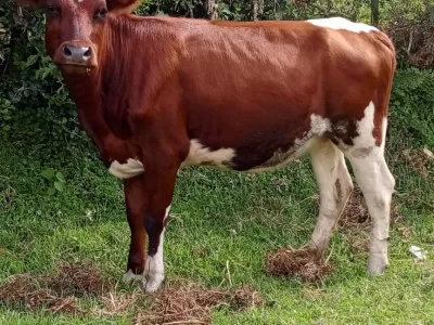 PURE AYSHIRE 2MONTHS INCALF HEIFER FOR SALE