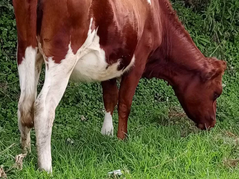 PURE AYSHIRE 2MONTHS INCALF HEIFER FOR SALE