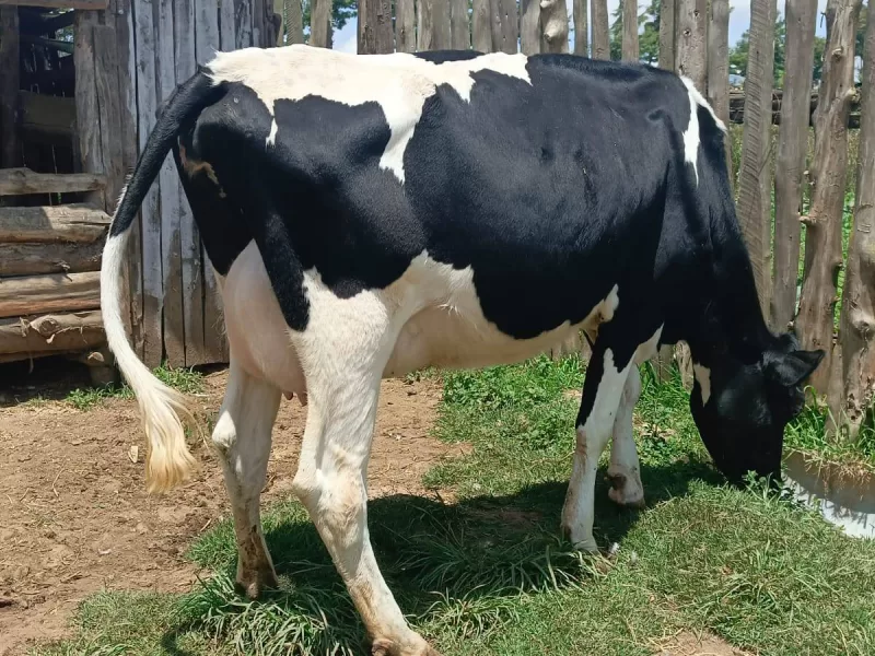 ON SALE LACTATING HOLSTEIN DOING 24+LTRS